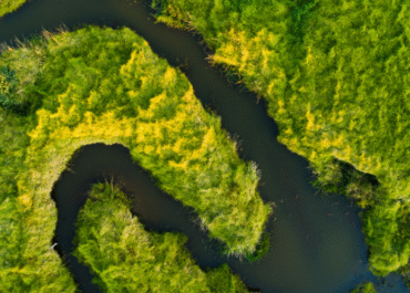 Why Your Monstera Isn’t Splitting (And How to Fix It)