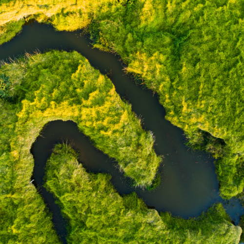 Why Your Monstera Isn’t Splitting (And How to Fix It)